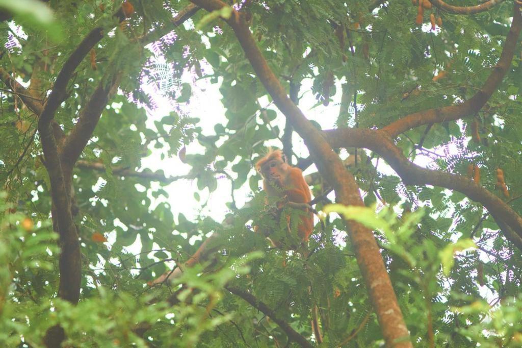 Pearl'S Homestay Matale Zewnętrze zdjęcie